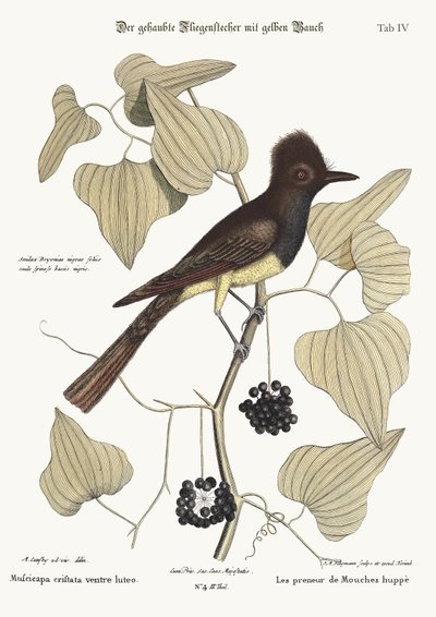 The crested Flycatcher, 1749-73 by Mark Catesby